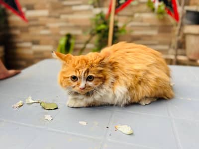 Persion Kitten Triple Coated