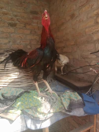 Lemon Brown Hens For Sell