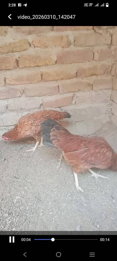 Misri Cross Hens For Sell Home Breed