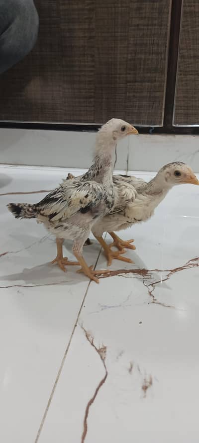 white jawa chicks pair