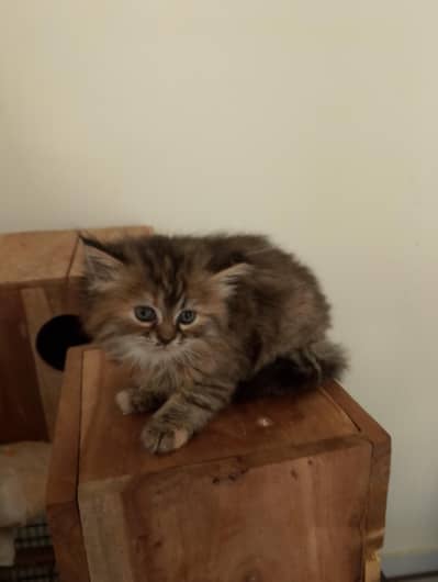 healthy litter trained