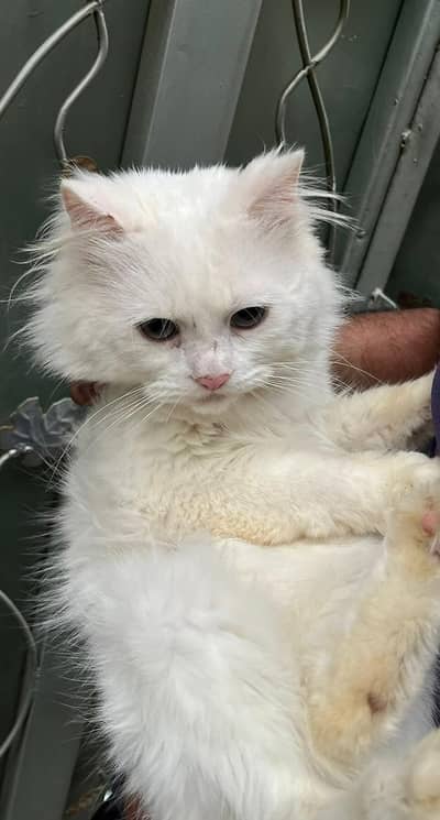 Persian White Male Cat