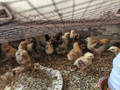 Desi chicks 20 days old