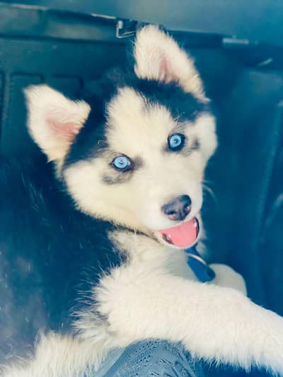 Shepherd and Husky 03355550785