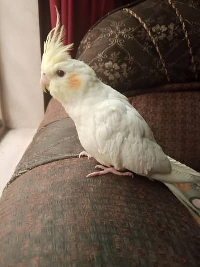 Common white Cocktaile chick  for sale