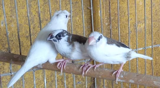 Banglize 7 pieces available