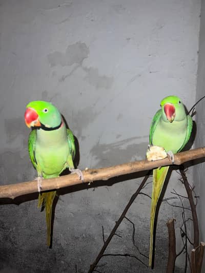 Red shoulder raw pair