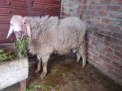 havey wate mael satra Dacey erjant sael 03064295133