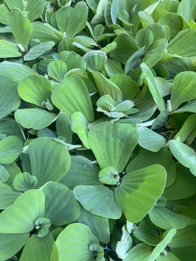 Fresh Water Lettuce for Your Pond or Aquarium 