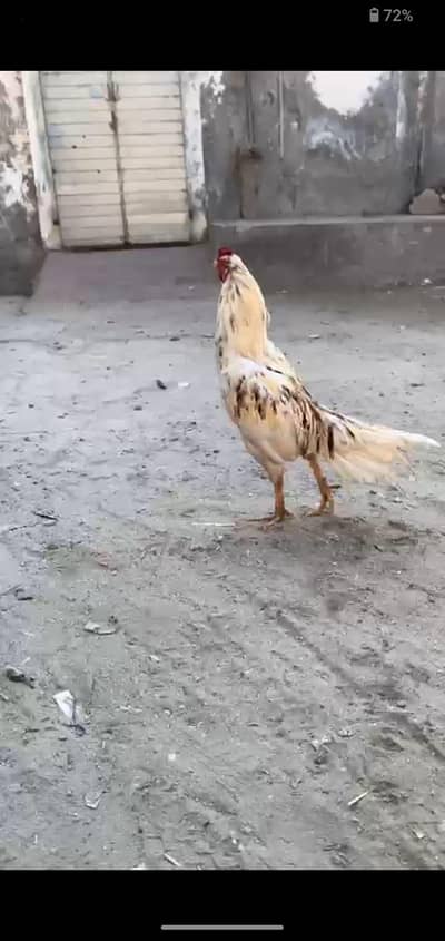 Adnan Aseel with tpni 03076748257