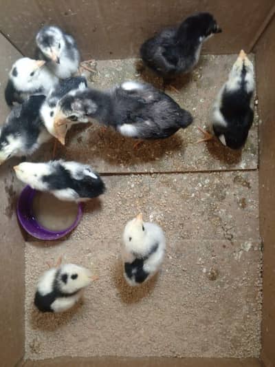 black shamo chicks are Available pure shamo