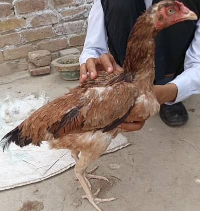 گھریلو اصیل مرغے مرغیاں