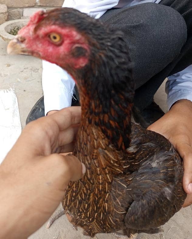 گھریلو اصیل مرغے مرغیاں 1