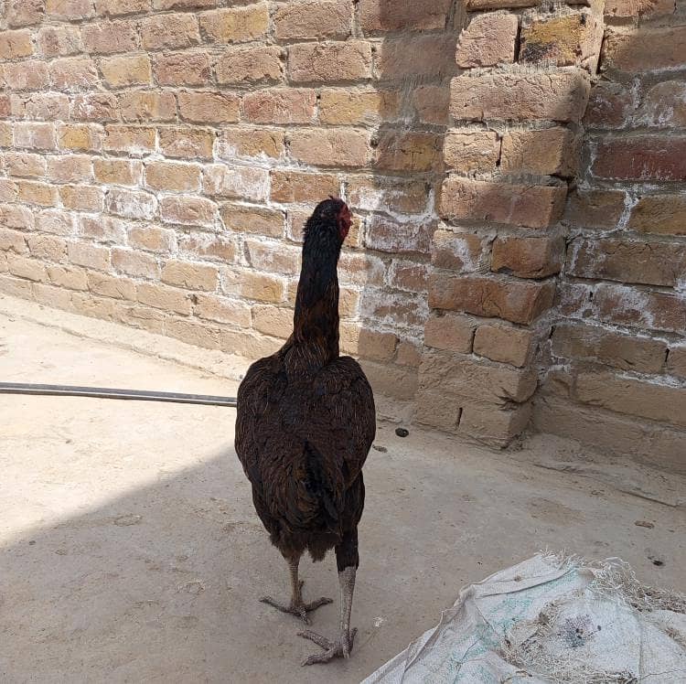 گھریلو اصیل مرغے مرغیاں 2