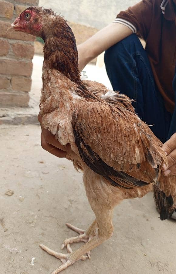 گھریلو اصیل مرغے مرغیاں 3