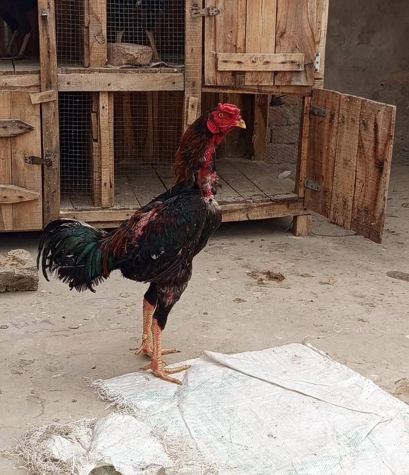 گھریلو اصیل مرغے مرغیاں 4