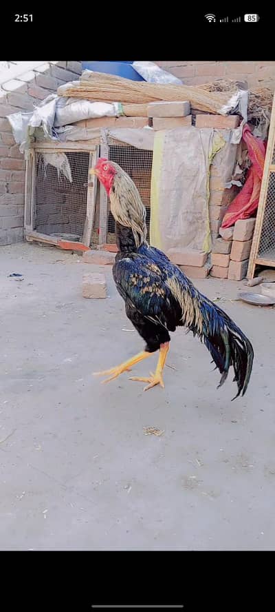 Adnan Aseel 03076748257