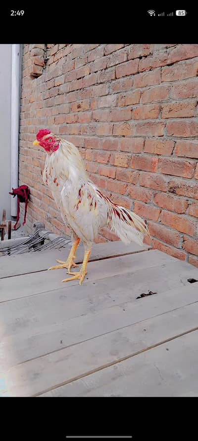 Adnan Aseel 03076748257 with tpni