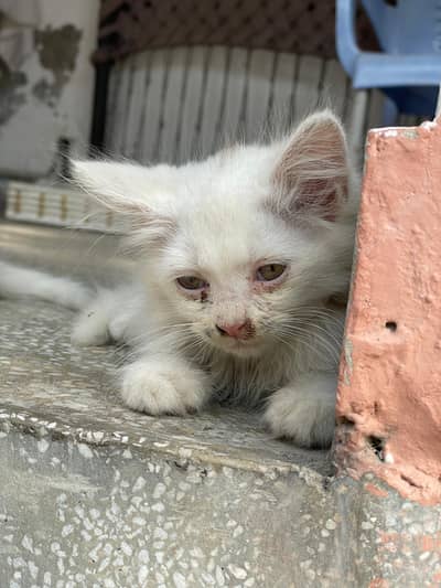 Male and female kittens for sale