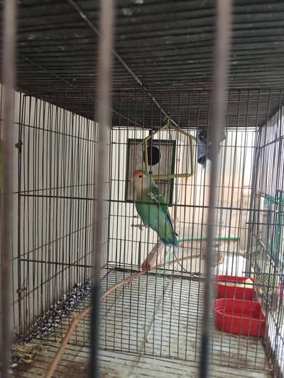 love birds setup for sale