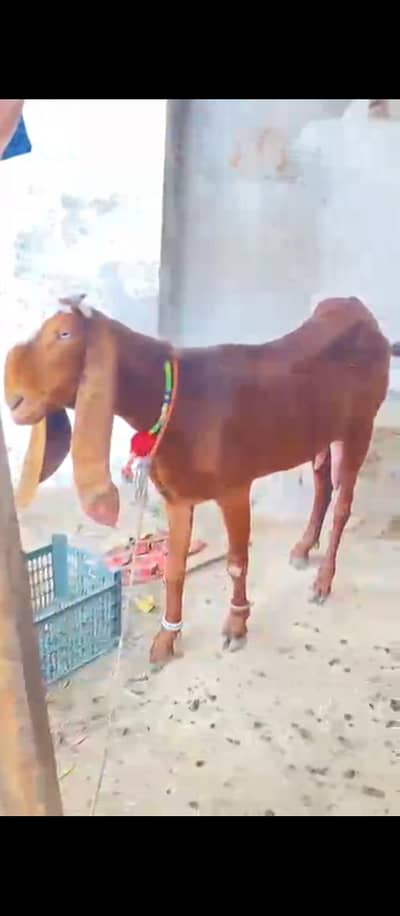 hamary pass aik bakery hy Sath Mai aik Laila ney hy ( bachy)