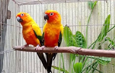 Sunconure breeder pair iwith history for sale