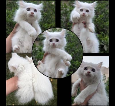 Kittens available  0317-730-8350