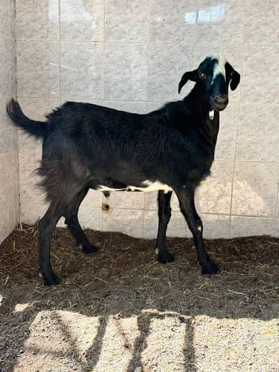 bakra black teeda