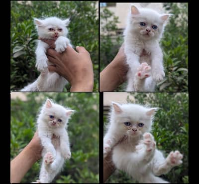 PUNCH FACE BLUE EYES KITTENS  0317/730/8350