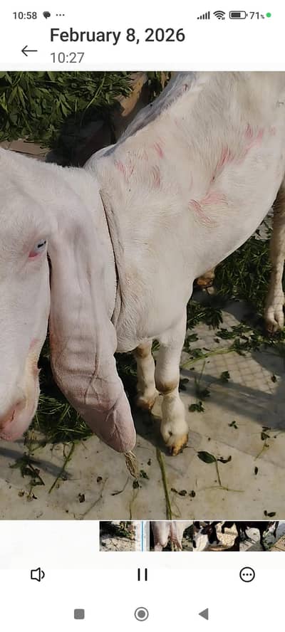 goats for sale with kids