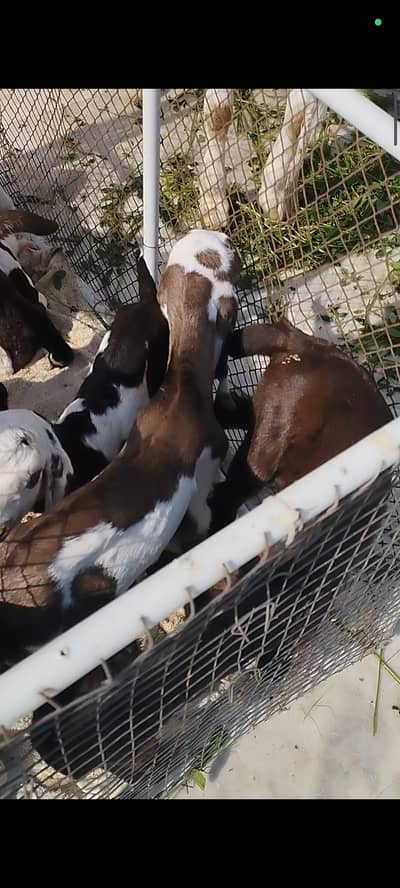 goats for sale with kids