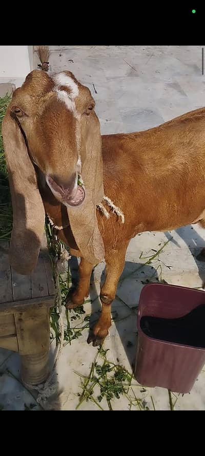 goats for sale with kids