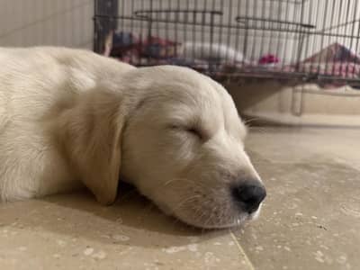 Labrador Puppy Female