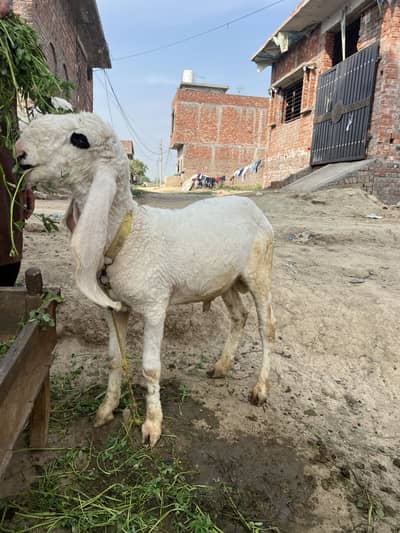 Chatra for sale 03075101306