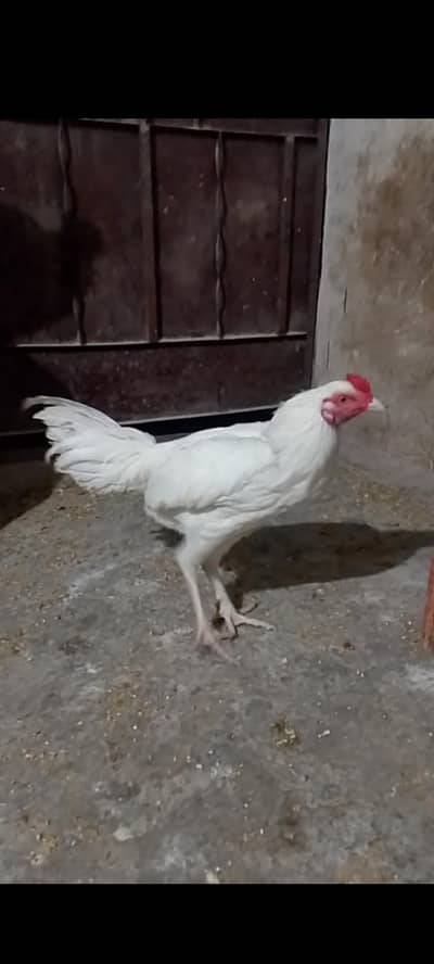 paper white heera aseel male patha