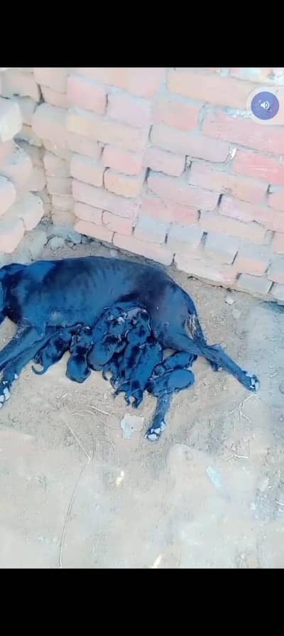 pointer puppy for sale