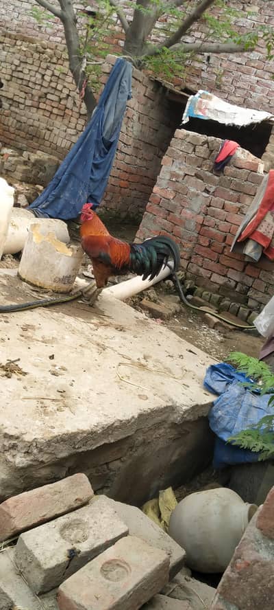 Deasi hen aseel female cross