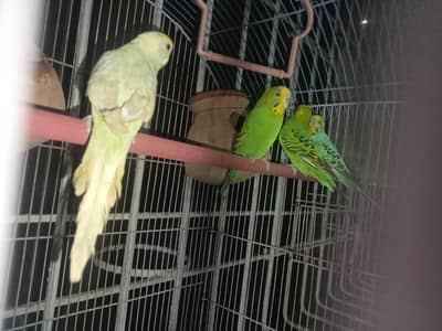 budgie healthy 10/100 healthy hai pure