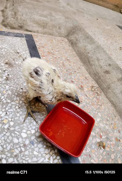 ice blue chick Ramzan offer