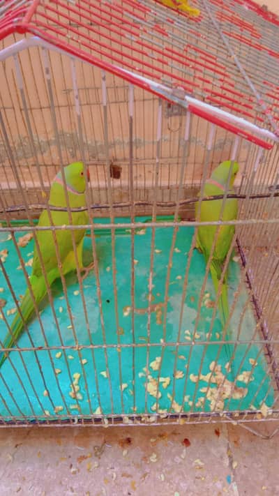 Ring neck urgent for sale