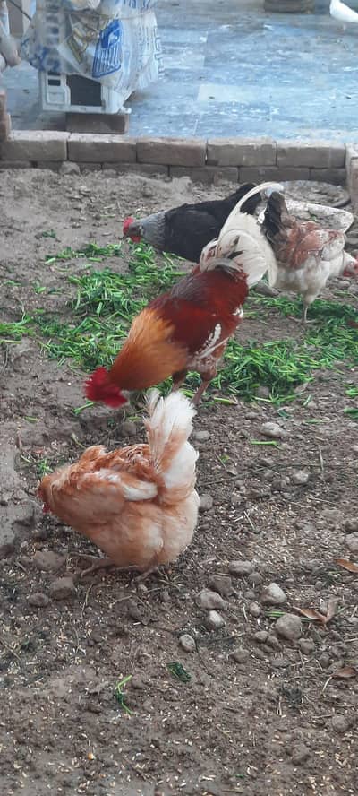 desi hens/golden misri hens o333:::8482008:::