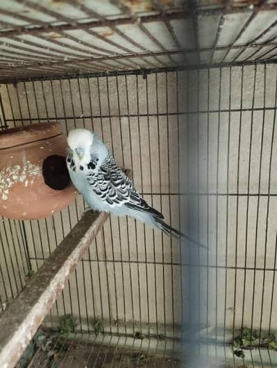 hogo breeder female under exhibition breeder male