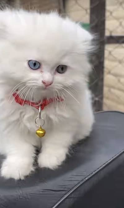 Persian kitten