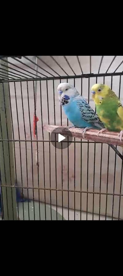 budgies