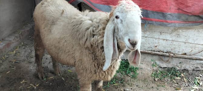 chatra for sale ghar ka pala hy