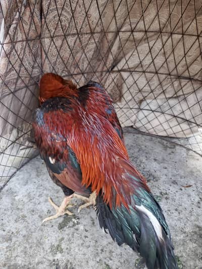 aseel mianwali lakha