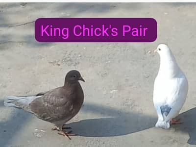 Pigeons for sale 0312 5925861