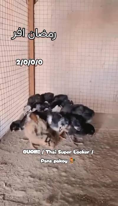 BURM / THAI SUPER LOCKER / pans Pakoy Available chicks