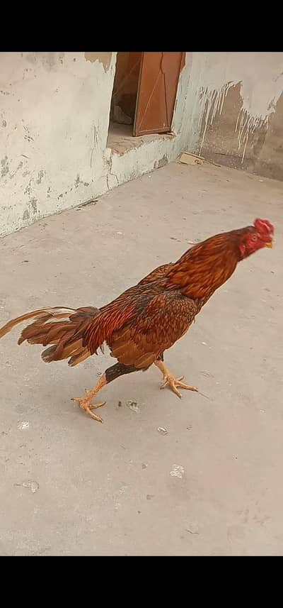 Aseel high quality khajoori patha for sale