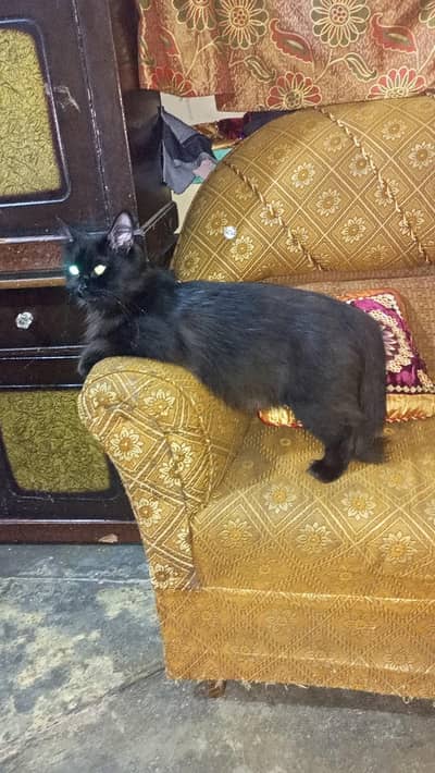 1 cats 3 baby cats 03088100155